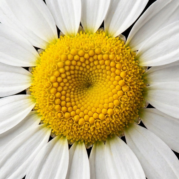 Chamomile